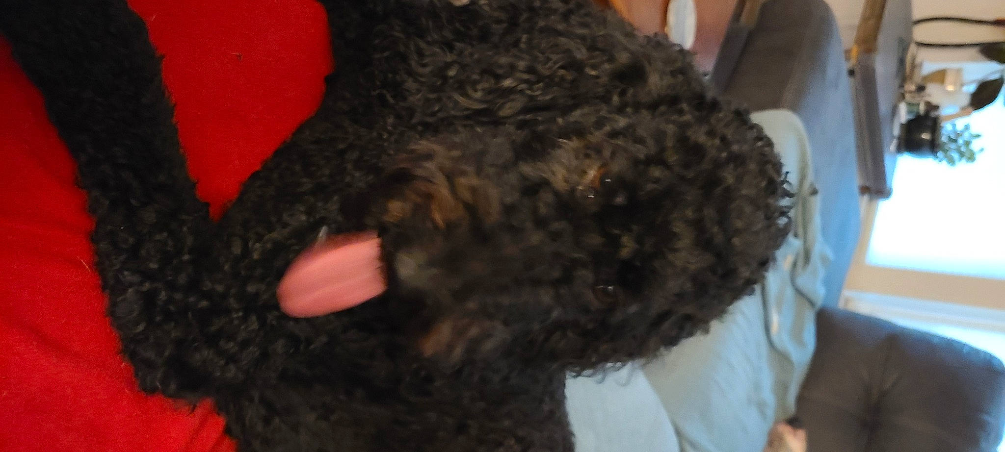 Sadie is registered to the contest to win money with this photo: canidae, carnivore, dog, dog_breed, fur, hair, hairstyle, irish_water_spaniel, lagotto_romagnolo, non_sporting_group, poodle, portuguese_water_dog, spanish_water_dog, sporting_group, standard_poodle, terrier, water_dog, wool