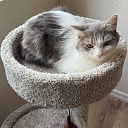 Ava is registered to the contest to win money with this photo: animal, carpeted, cat, cat_tree, cute, domestic_cat, feather_toy, feline, fur, gray_and_white, indoor, light, perch, pet, playful, relaxed, resting, soft_texture, window, wood_floor