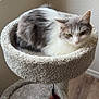 animal, carpeted, cat, cat_tree, cute, domestic_cat, feather_toy, feline, fur, gray_and_white, indoor, light, perch, pet, playful, relaxed, resting, soft_texture, window, wood_floor