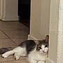 animal, cat, corner, curious, cute, feline, floor, fur, gray, home, indoor, looking, paws, pet, relaxed, resting, tile, wall, white, young