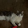 animal, cat, cute, domestic, feline, floor, fur, gray, household, indoor, looking, mammal, paw, pet, playful, relaxed, toy, whiskers, white, wooden_floor