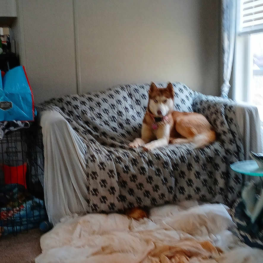 Missy is registered to the contest to win money with this photo: animal, blanket, blinds, carpet, couch, cover, cozy, crate, curtains, dog, floor, furniture, husky, indoor, living_room, paw_print, pet_supplies, resting, window, wood_floor