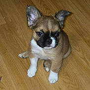 Teddy is registered to the contest to win money with this photo: adorable, animal, brown, canine, cute, dog, ears, eyes, floor, fur, indoor, looking, pet, portrait, puppy, sitting, small, white, wooden_floor, young