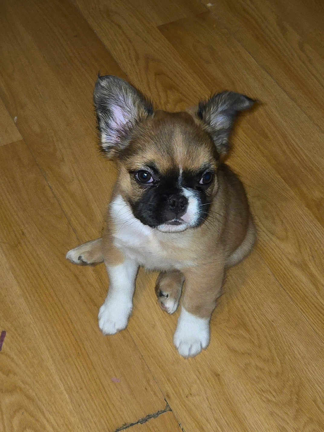 Teddy