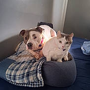 Zena joined the competition — help win amazing prizes! dog, cat, bed, blanket, cushion, plaid, resting, indoor, pet, animal, feline, canine, fur, collar, bedroom, comfort, relaxed, pair, companions, domestic