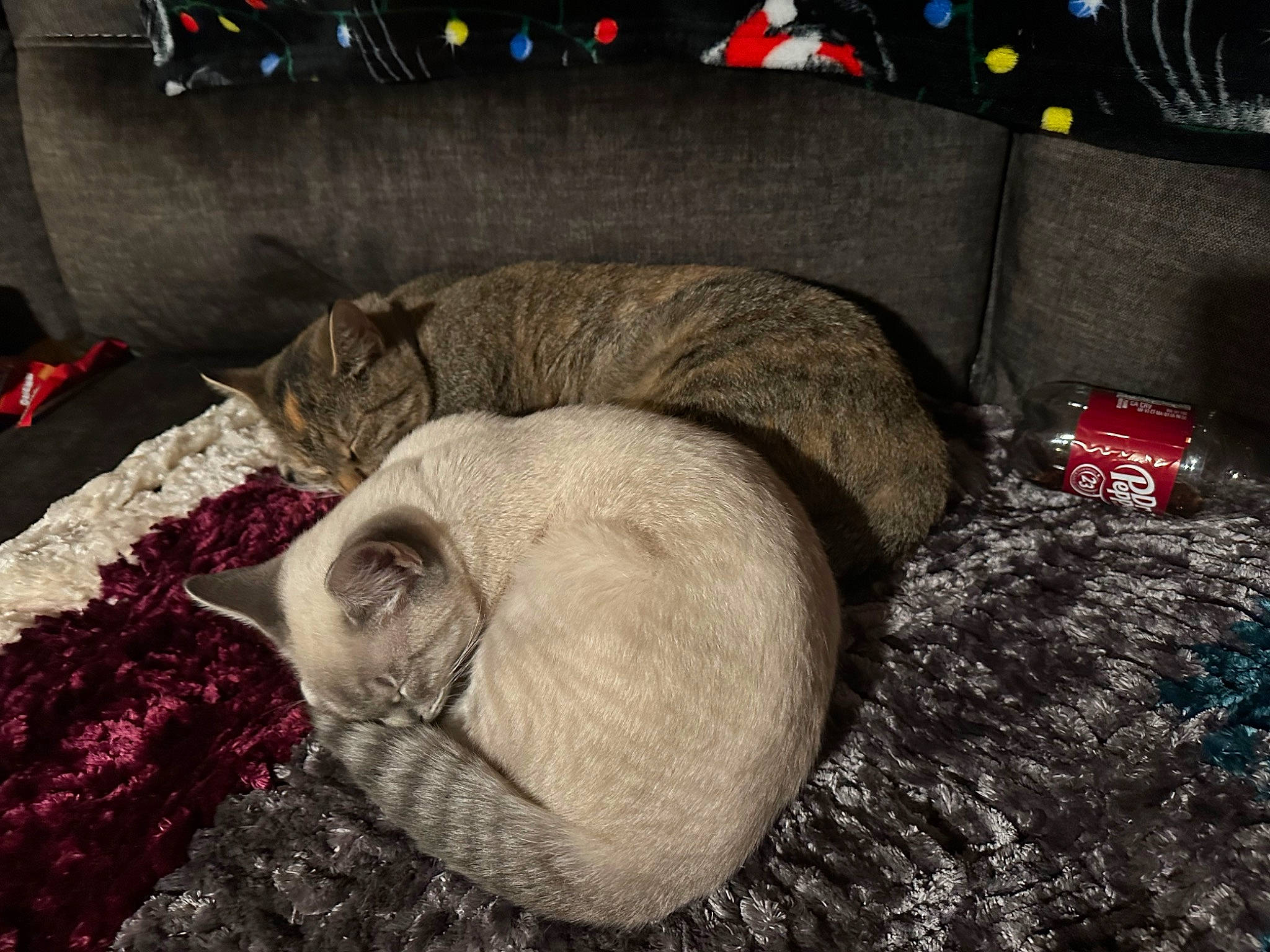 Gremlin joined the competition — help win amazing prizes! carmine, carnivore, cat, cat_bed, cat_supply, comfort, couch, domestic_short_haired_cat, felidae, fur, grey, linens, nap, room, small_to_medium_sized_cats, tail, thread, whiskers, wool, woolen