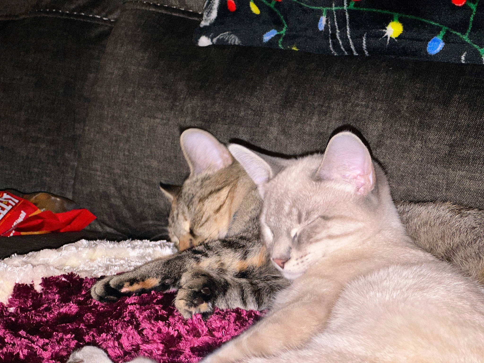 Gremlin joined the competition — help win amazing prizes! blanket, carnivore, cat, cat_supply, claw, comfort, domestic_short_haired_cat, fawn, felidae, fur, linens, nap, paw, sleep, small_to_medium_sized_cats, tail, terrestrial_animal, whiskers