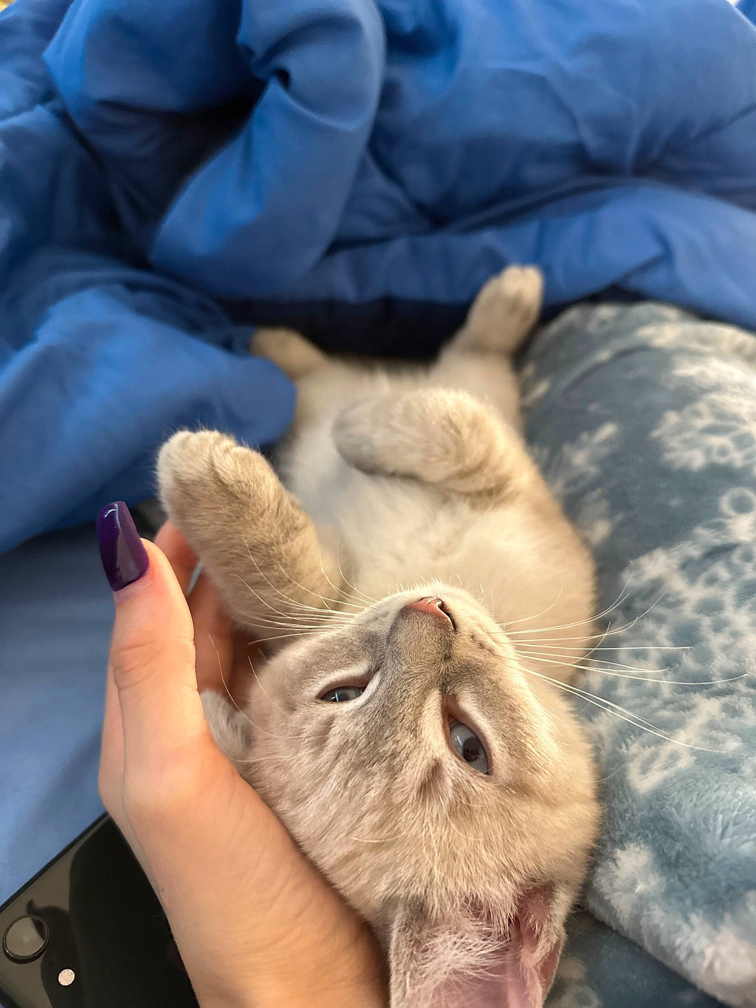 Gremlin is registered to the contest to win money with this photo: carnivore, cat, claw, comfort, couch, domestic_short_haired_cat, fawn, felidae, foot, fur, gesture, human_leg, mammal, nail, paw, small_to_medium_sized_cats, thumb, vertebrate, whiskers, wrinkle