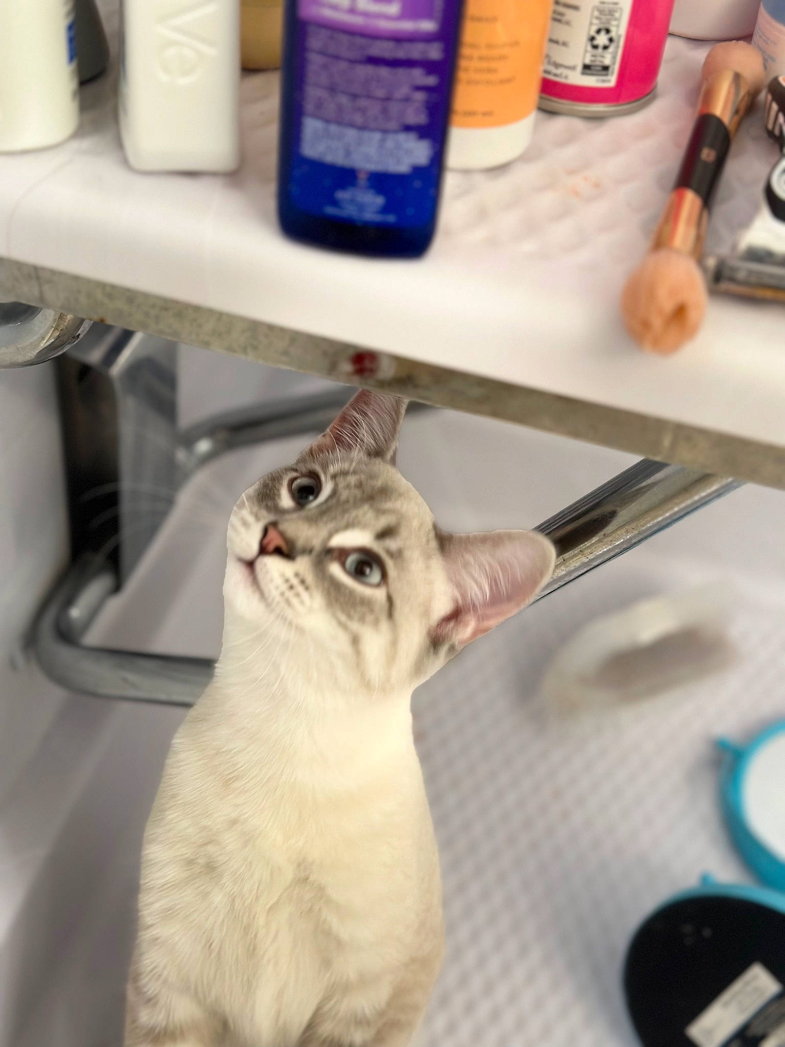 Gremlin is registered to the contest to win money with this photo: blue, carnivore, cat, domestic_short_haired_cat, electric_blue, felidae, fluid, fur, gas, kitchen_appliance, liquid, major_appliance, nail, paint, plastic_bottle, room, sink, small_to_medium_sized_cats, tail, whiskers