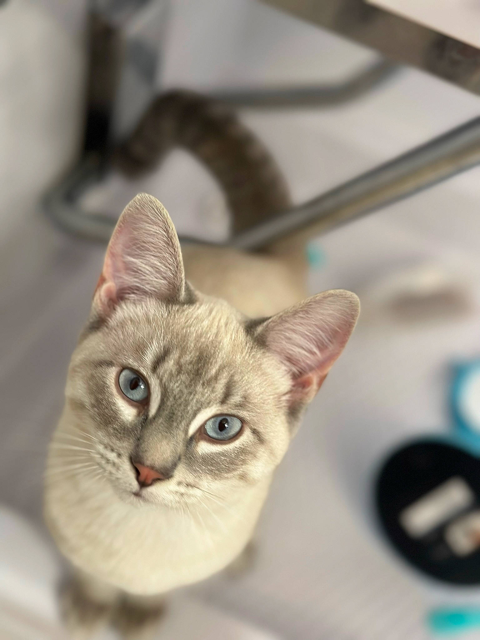 Gremlin is registered to the contest to win money with this photo: carnivore, cat, close_up, domestic_short_haired_cat, fawn, felidae, fur, pet_supply, small_to_medium_sized_cats, snout, whiskers, wildlife, window, wood