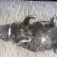 Momo is registered to the contest to win money with this photo: cat, grey_cat, fluffy, sleeping, relaxed, pet, domestic_cat, feline, collar, fur, whiskers, paw, closeup, indoor, resting, cozy, cute, animal, mammal, nap