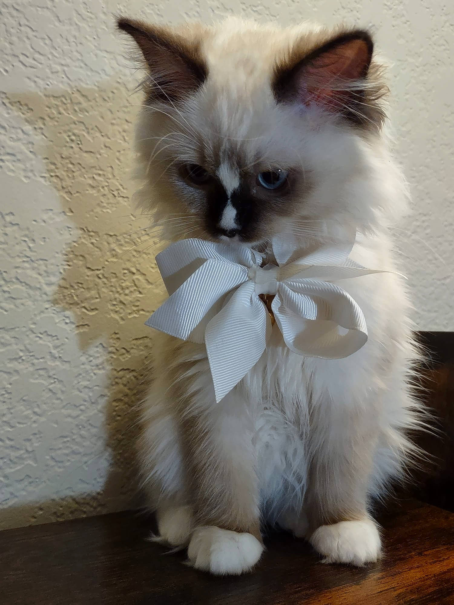 Pua is registered to the contest to win money with this photo: art, balinese, birman, carnivore, cat, claw, fashion_accessory, fawn, felidae, fur, iris, paw, ragdoll, siamese, sitting, small_to_medium_sized_cats, snout, tail, thai, whiskers