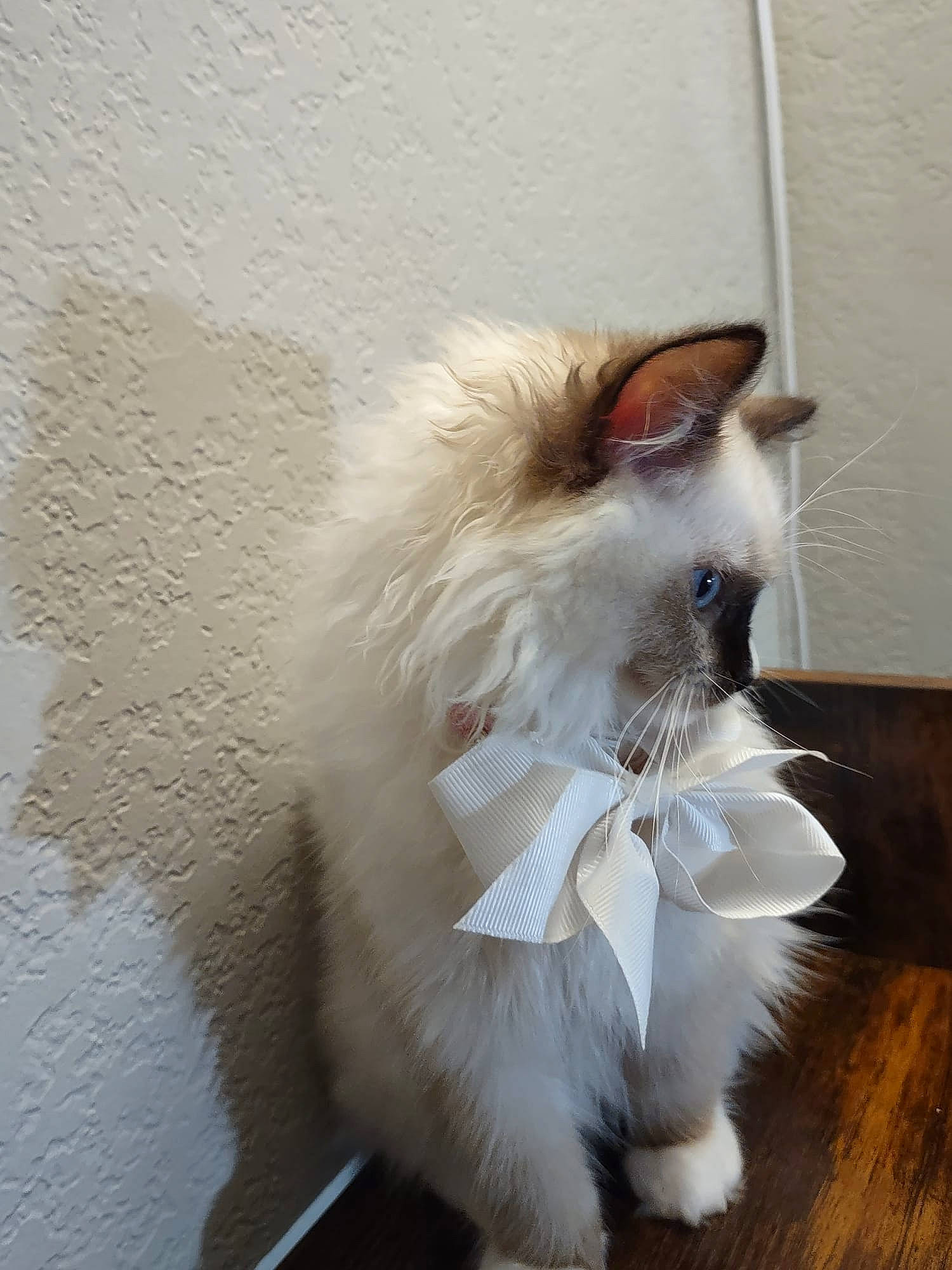 Pua joined the competition — help win amazing prizes! carnivore, cat, claw, fashion_accessory, fawn, felidae, flooring, fur, hardwood, natural_material, paw, small_to_medium_sized_cats, tail, whiskers, wood