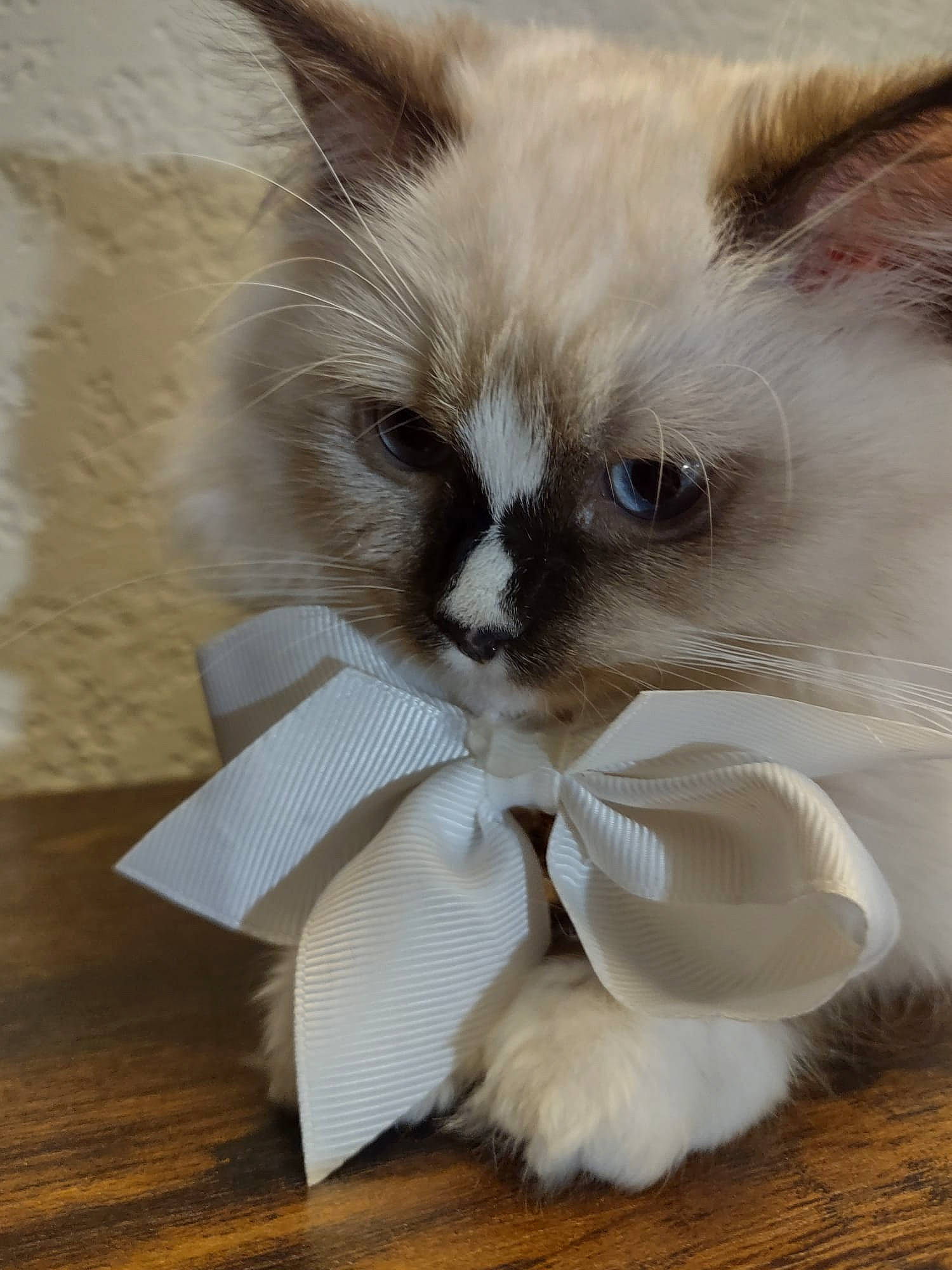 Pua joined the competition — help win amazing prizes! balinese, birman, box, carnivore, cat, claw, companion_dog, fawn, felidae, fur, paw, ragdoll, siamese, small_to_medium_sized_cats, tail, terrestrial_animal, thai, tonkinese, whiskers