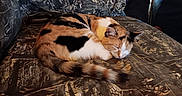 Nala is registered to the contest to win money with this photo: animal, calico, cat, couch, cozy, domestic, feline, fur, home, indoor, nap, pattern, peaceful, pet, quiet, relaxation, resting, sleeping, tabby, texture