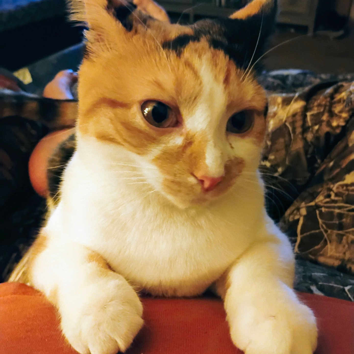 Nala is registered to the contest to win money with this photo: cat, calico_cat, close_up, indoor, furniture, paws, curious, animal, pet, whiskers, face, orange, white, black, fur, relaxed, cozy, patterned_fabric, background, resting