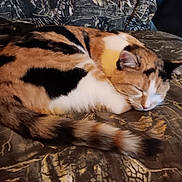 Nala joined the competition — help win amazing prizes! animal, calico, cat, couch, cozy, curled_up, domestic_cat, feline, fur, furniture, home, indoor, peaceful, pet, quiet, relaxed, resting, sleeping, tail, whiskers