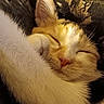 Nala joined the competition — help win amazing prizes! animal, calm, cat, closeup, cozy, cute, domestic_cat, ears, feline, fur, indoor, nostrils, patterned_background, paw, peaceful, relaxation, resting, sleeping, warm_light, whiskers