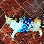 Nala is registered to the contest to win money with this photo: cat, calico_cat, pet, animal, floor, tile_floor, plastic_bag, blue_bag, curious, wide_eyes, indoor, domestic, fur, whiskers, tail, paws, playful, caught_in_action, household, mischief