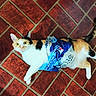 cat, calico_cat, pet, animal, floor, tile_floor, plastic_bag, blue_bag, curious, wide_eyes, indoor, domestic, fur, whiskers, tail, paws, playful, caught_in_action, household, mischief