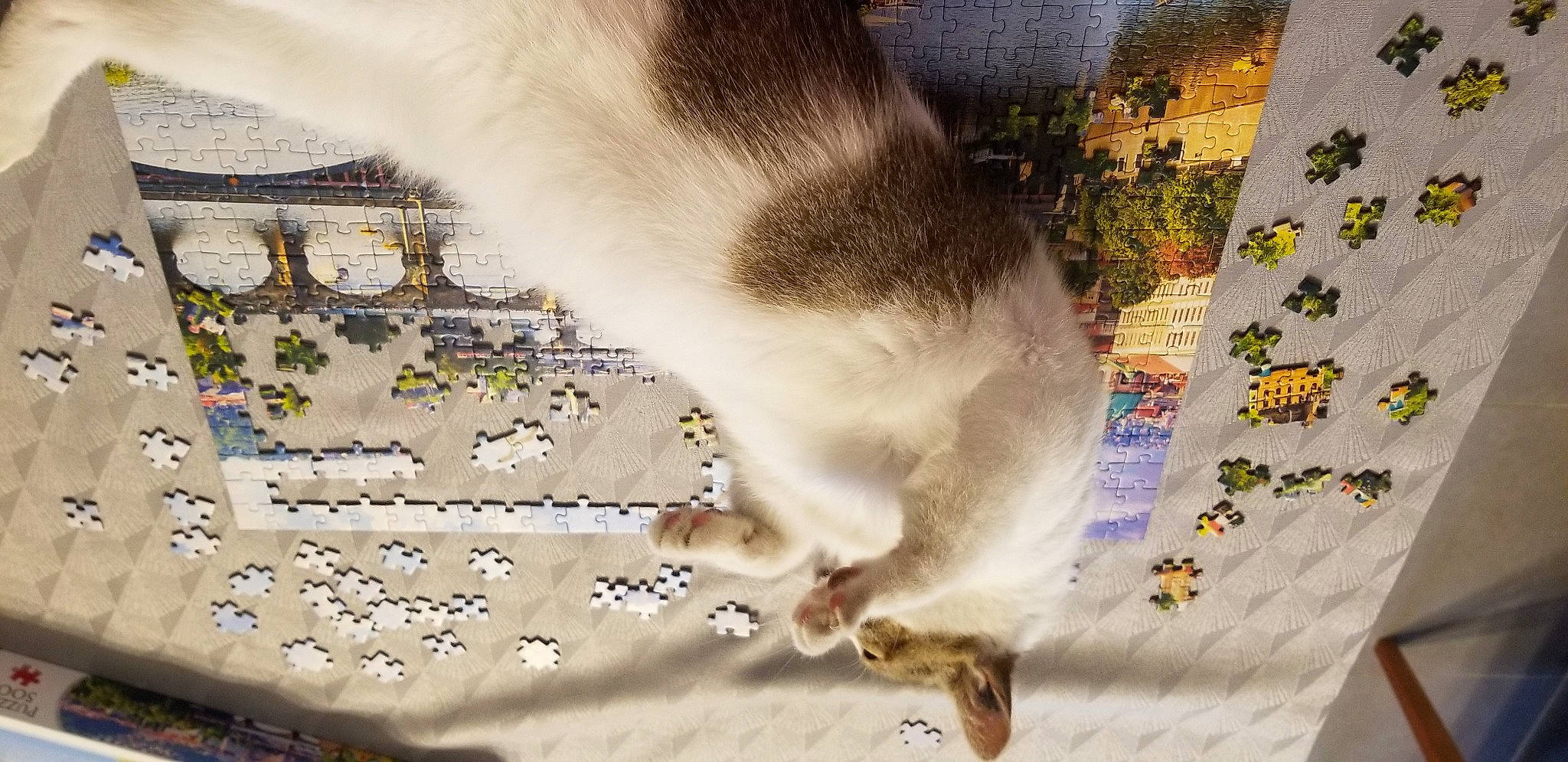 Cactus a rejoint le concours — aidez-le/la à gagner de superbes lots ! art, carnivore, cat, domestic_short_haired_cat, fawn, felidae, font, fur, illustration, linens, pattern, photo_caption, small_to_medium_sized_cats, tail, textile, wall, whiskers, window, wood, world