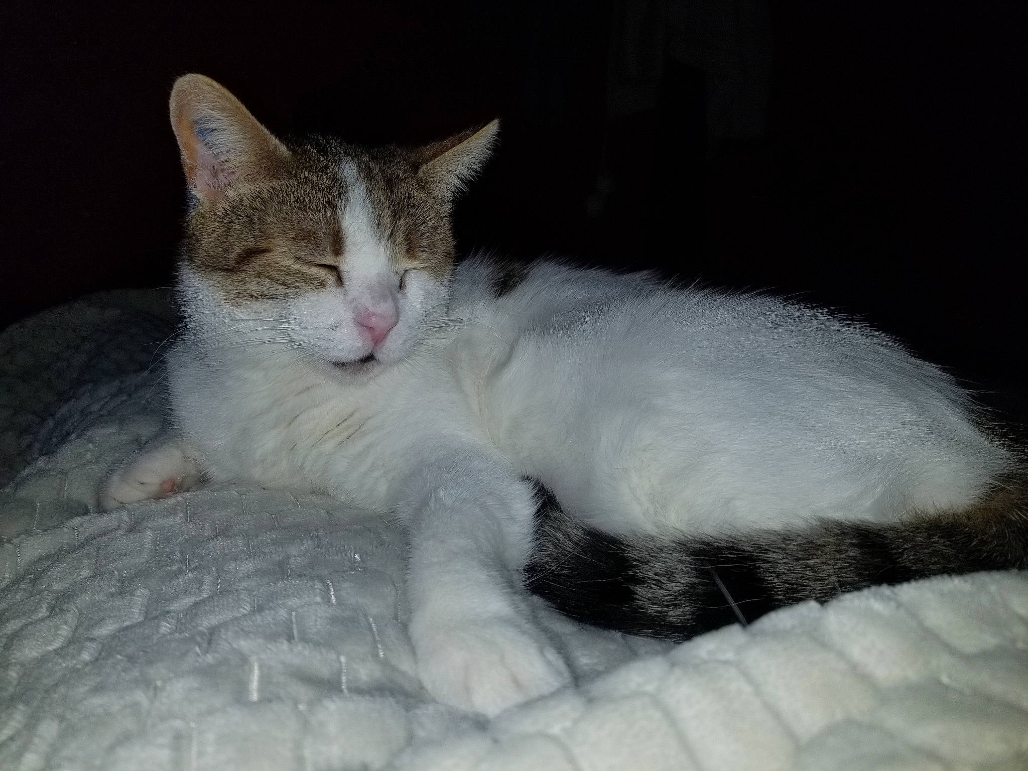 Cactus a rejoint le concours — aidez-le/la à gagner de superbes lots ! bed, carnivore, cat, claw, comfort, domestic_short_haired_cat, felidae, foot, fur, jaw, nap, paw, sitting, sleep, small_to_medium_sized_cats, snout, tail, terrestrial_animal, whiskers