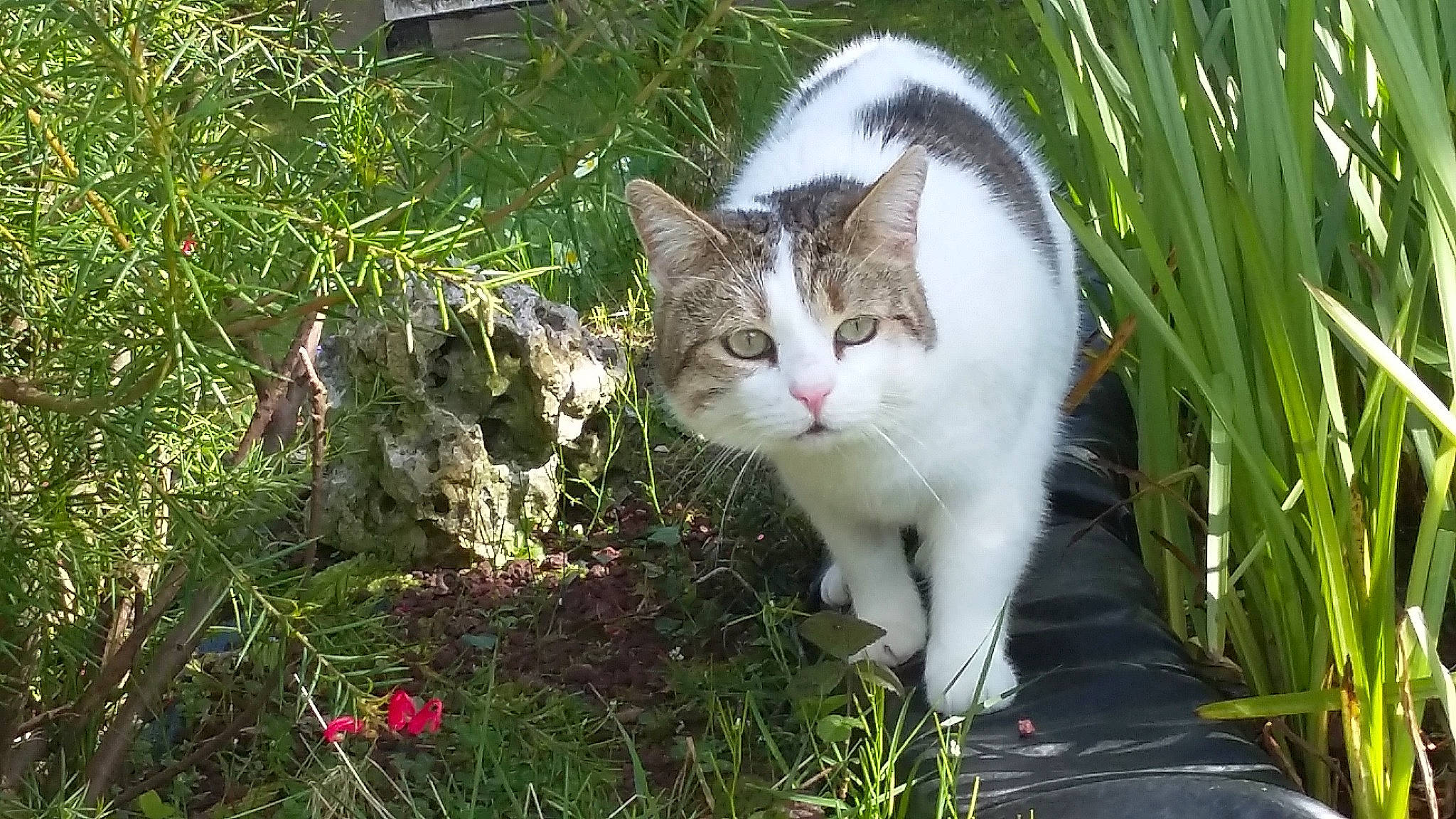 Cactus participe au concours pour gagner de l'argent avec cette photo : carnivore, cat, domestic_short_haired_cat, eye, fawn, felidae, fur, garden, grass, groundcover, lawn, organism, paw, plant, shrub, small_to_medium_sized_cats, tail, terrestrial_animal, tree, whiskers