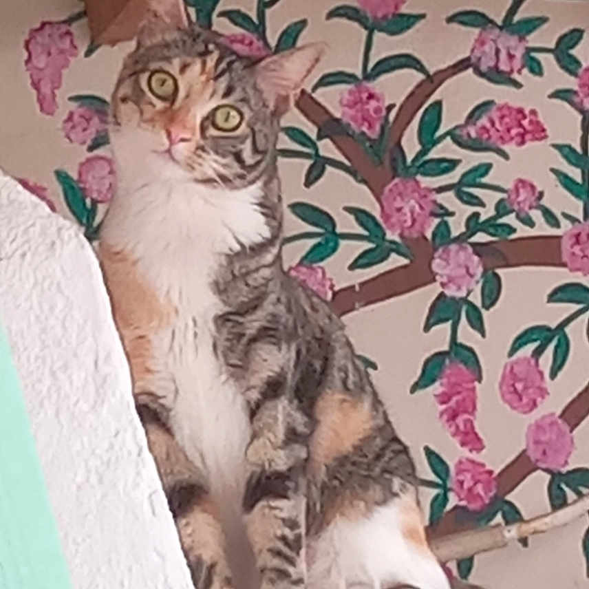 Lucia participe au concours pour gagner de l'argent avec cette photo : animal, cat, curious, cute, domestic_cat, ears, feline, floral_mural, green_eyes, indoor, looking_up, paws, perched, pet, striped, tabby_cat, tail, whiskers, white_ledge, wooden_beams