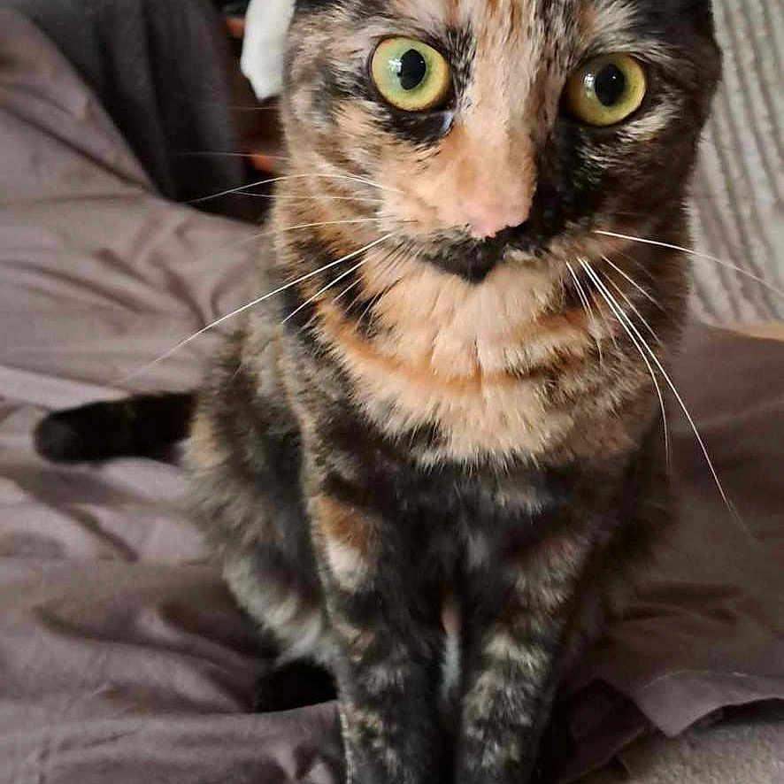 Nina a rejoint le concours — aidez-le/la à gagner de superbes lots ! animal, bed, blanket, cat, closeup, cozy, curious, cute, domestic, ears, eyes, feline, fur, home, indoor, mammal, pet, sitting, tortoiseshell, whiskers