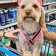 Lexi joined the competition — help win amazing prizes! dog, pet, shopping_cart, pink_harness, pink_hat, leopard_print, store_aisle, products, brown_eyes, fluffy_fur, front_paws, human_hands, shopping, retail, animal, domestic_dog, cute, small_dog, canine, indoor