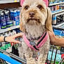 dog, pet, shopping_cart, pink_harness, pink_hat, leopard_print, store_aisle, products, brown_eyes, fluffy_fur, front_paws, human_hands, shopping, retail, animal, domestic_dog, cute, small_dog, canine, indoor
