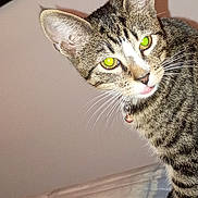 Apples is registered to the contest to win money with this photo: animal, bed, cat, closeup, collar, curious, cute, domestic, ears, feline, fur, green_eyes, indoor, looking, pet, resting, shadow, striped, tabby, whiskers