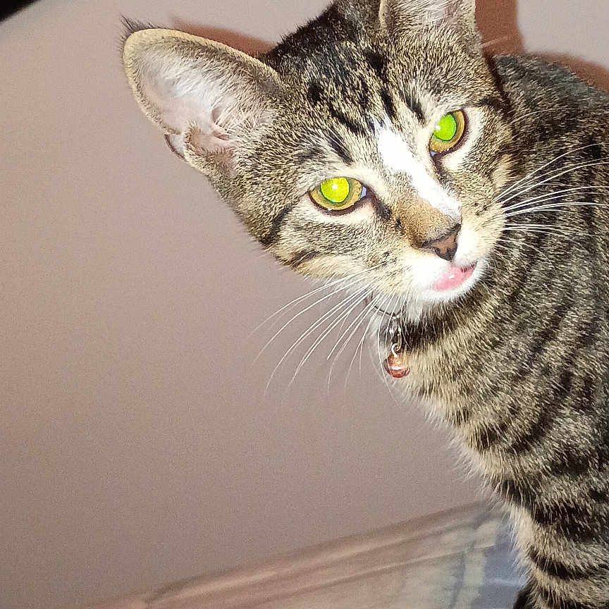 Apples is registered to the contest to win money with this photo: animal, bed, cat, closeup, collar, curious, cute, domestic, ears, feline, fur, green_eyes, indoor, looking, pet, resting, shadow, striped, tabby, whiskers