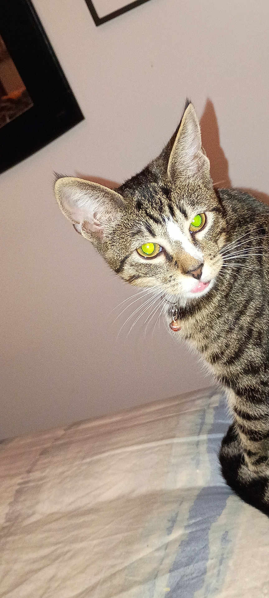 Apples is registered to the contest to win money with this photo: animal, bed, cat, closeup, collar, curious, cute, domestic, ears, feline, fur, green_eyes, indoor, looking, pet, resting, shadow, striped, tabby, whiskers