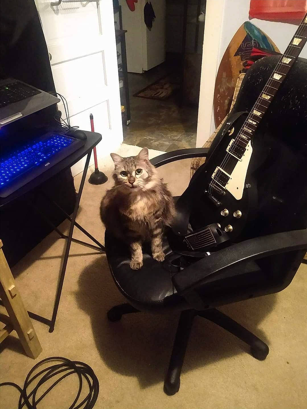 Logan joined the competition — help win amazing prizes! automotive_tire, carnivore, cat, chair, computer, computer_keyboard, electronic_instrument, electronic_musical_instrument, felidae, input_device, music, musical_instrument, musician, personal_computer, plucked_string_instruments, small_to_medium_sized_cats, string_instrument, tail, whiskers, wood