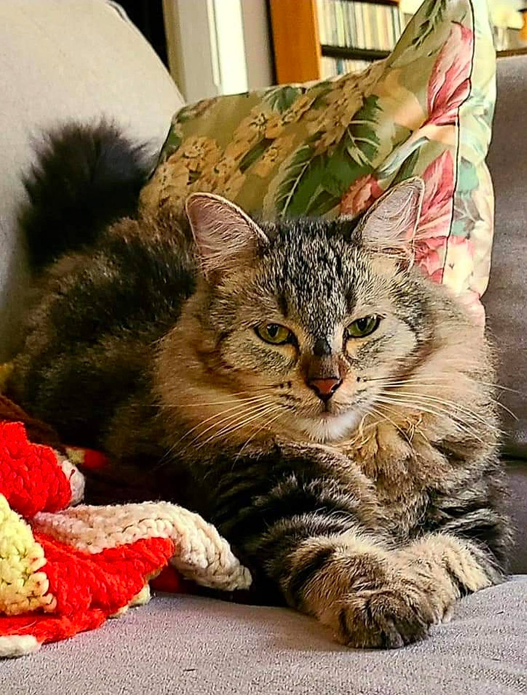 Logan is registered to the contest to win money with this photo: carnivore, cat, cat_supply, claw, comfort, domestic_short_haired_cat, felidae, fur, paw, plant, sitting, small_to_medium_sized_cats, snout, terrestrial_animal, whiskers, wildlife