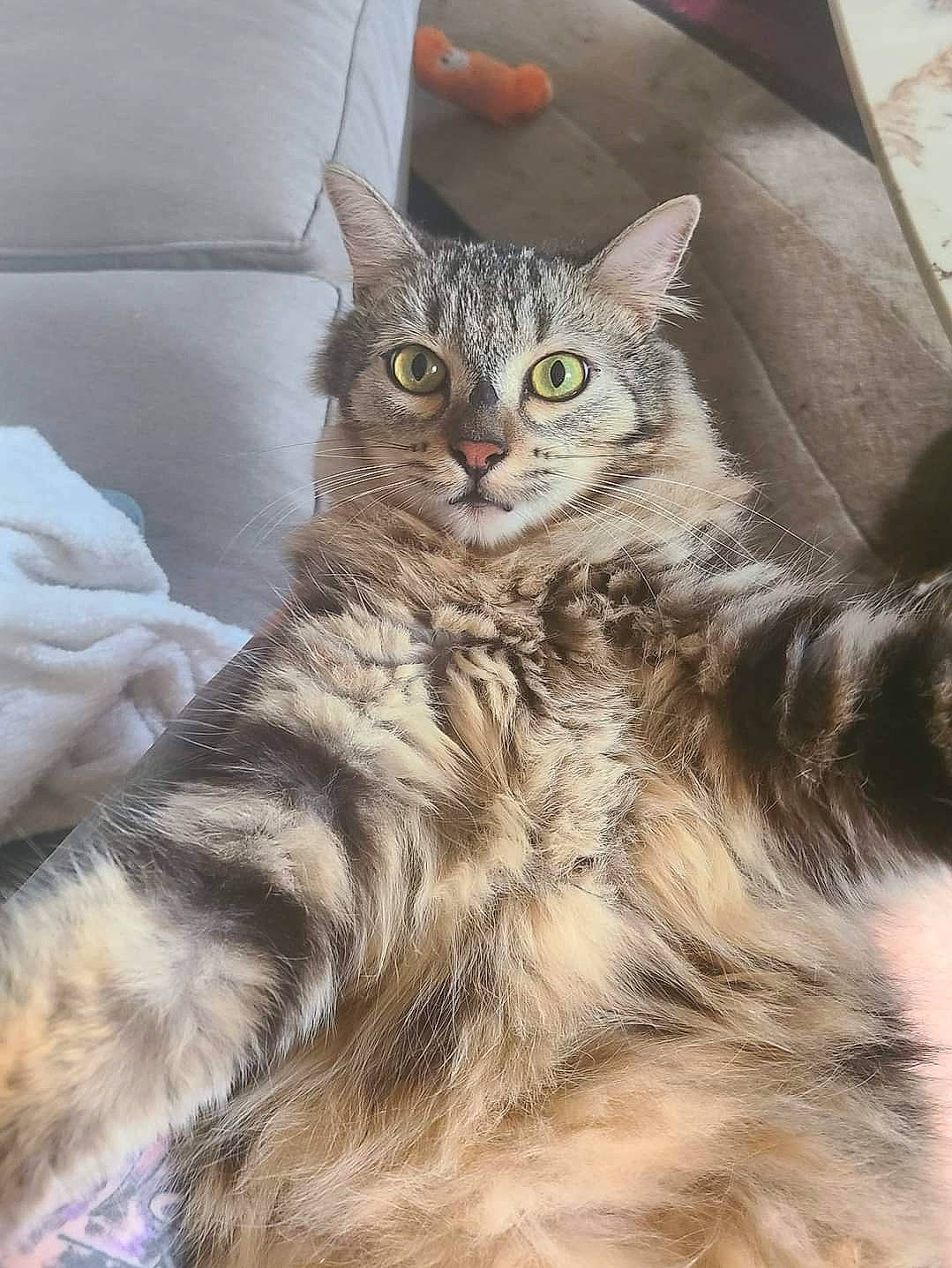 Logan joined the competition — help win amazing prizes! carnivore, cat, claw, domestic_short_haired_cat, eye, felidae, fur, paw, small_to_medium_sized_cats, snout, tail, terrestrial_animal, whiskers, wildlife