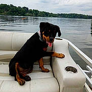Nala joined the competition — help win amazing prizes! dog, rottweiler, puppy, boat, lake, water, outdoor, pet, animal, canine, tongue_out, white_seat, nature, trees, relaxing, summer, sky, cloudy, leisure, fun