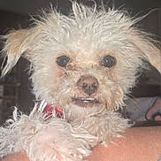 Sid is registered to the contest to win money with this photo: dog, pet, small_dog, curly_fur, paw, close_up, indoor, animal, cute, fur, face, eyes, nose, whiskers, person_arm, collar, mammal, domestic_animal, companion, friendly