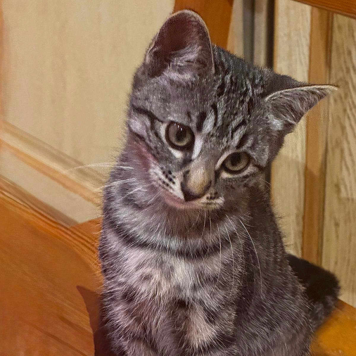 Perle a rejoint le concours — aidez-le/la à gagner de superbes lots ! animal, cat, closeup, curious, cute, domestic, eyes, feline, fur, head_tilt, indoor, kitten, pet, sitting, striped, tabby, warm_light, whiskers, wooden_chair, young_animal