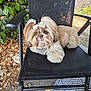dog, bow, outdoor_chair, black_chair, fluffy, pet, cute, leafy_background, brown_fur, white_fur, grass, leaves, garden, relaxing, animal, small_dog, dog_harness, nature, paw, sitting