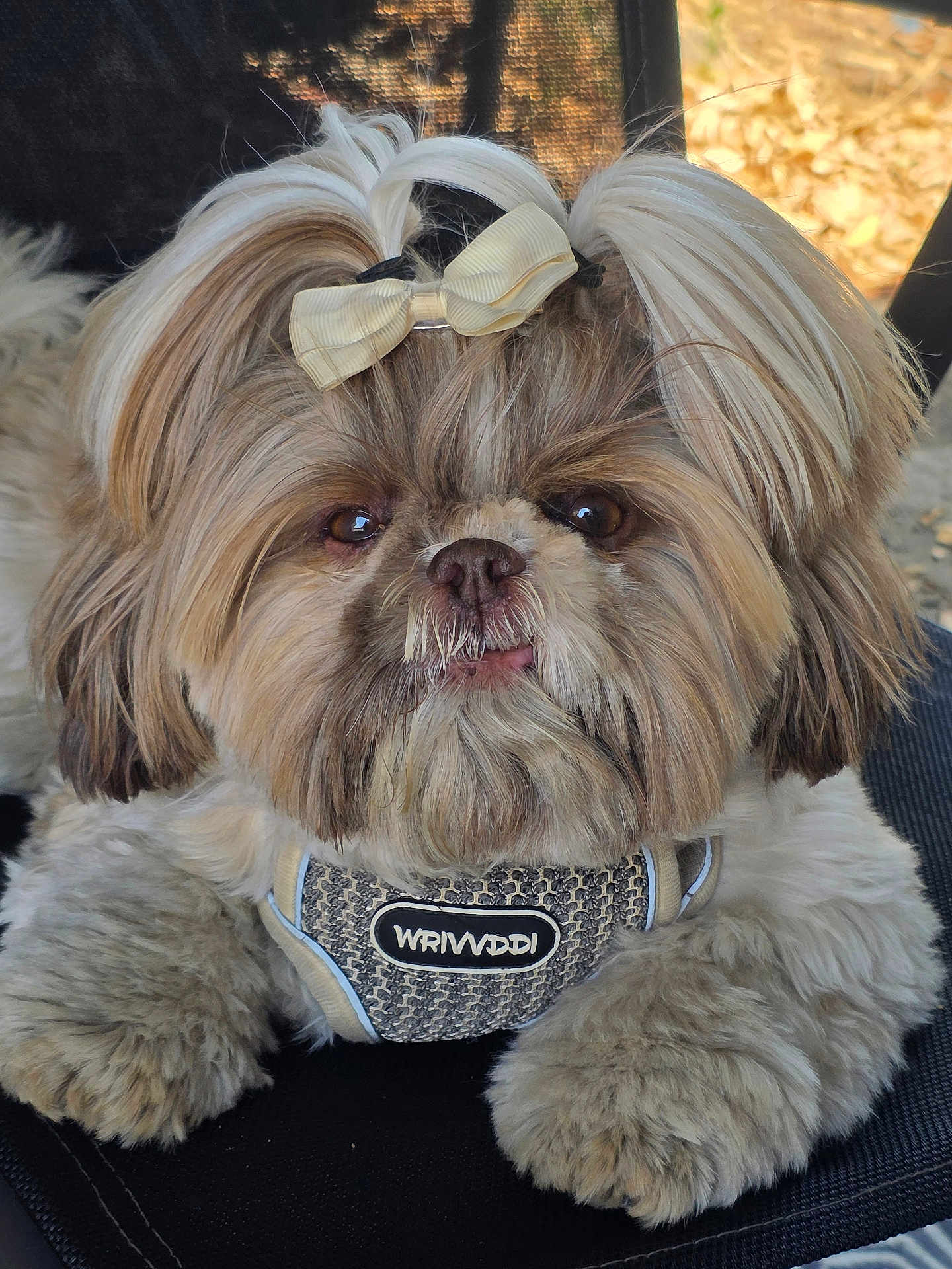 Oh-Zanna participe au concours pour gagner de l'argent avec cette photo : dog, fluffy, bow, harness, cute, pet, animal, fur, face, paws, small_dog, adorable, brown, white, sitting, outdoor, close_up, tongue, expression, portrait