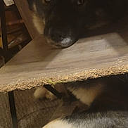 Bluw joined the competition — help win amazing prizes! dog, animal, pet, indoor, wood, floor, paw, fur, face, shadow, resting, hiding, brown, black, white, canine, closeup, quiet, cozy, curious