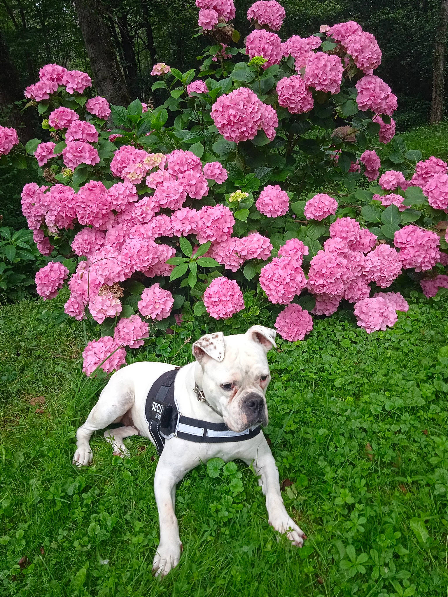 Zaika participe au concours pour gagner de l'argent avec cette photo : annual_plant, carnivore, collar, companion_dog, dog, dog_breed, dog_collar, fawn, flower, flowering_plant, flowerpot, grass, groundcover, landscape, pet_supply, petal, pink, plant, shrub, working_animal