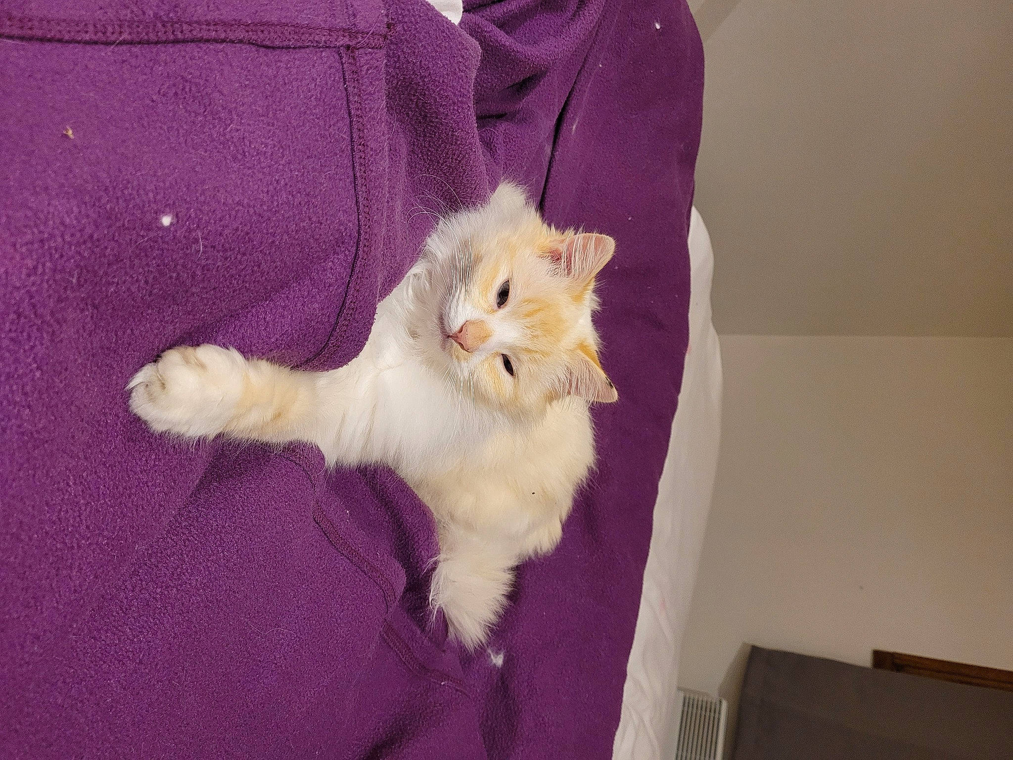 Mimi a rejoint le concours — aidez-le/la à gagner de superbes lots ! carnivore, cat, claw, comfort, domestic_short_haired_cat, fawn, felidae, foot, fur, lap, paw, small_to_medium_sized_cats, snout, tail, whiskers