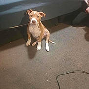 Tank is registered to the contest to win money with this photo: puppy, dog, brown, white, carpet, bed, indoor, pet, animal, floor, cute, sitting, looking, ears, tail, domestic, canine, young, friendly, household