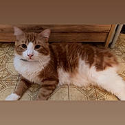 Piglet joined the competition — help win amazing prizes! cat, orange_cat, white_cat, fluffy, pet, indoor, floor, tile_floor, wooden_cabinet, feline, relaxed, lying_down, domestic_animal, whiskers, ears, collar, cute, animal, home, curious