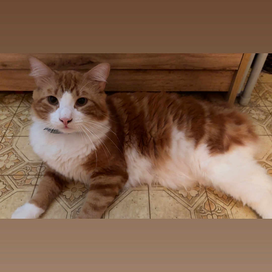 Piglet joined the competition — help win amazing prizes! animal, cat, collar, curious, cute, domestic_animal, ears, feline, floor, fluffy, home, indoor, lying_down, orange_cat, pet, relaxed, tile_floor, whiskers, white_cat, wooden_cabinet