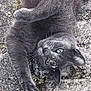 cat, gray_cat, green_eyes, pet, animal, outdoor, stone_surface, grass, playful, relaxed, fur, whiskers, paw, nature, close_up, cute, rolling, texture, wildlife, mammal