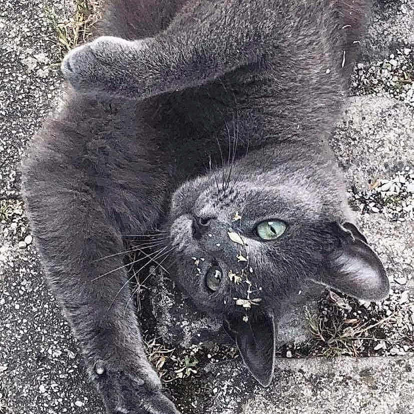 Kikatte participe au concours pour gagner de l'argent avec cette photo : animal, cat, close_up, cute, fur, grass, gray_cat, green_eyes, mammal, nature, outdoor, paw, pet, playful, relaxed, rolling, stone_surface, texture, whiskers, wildlife